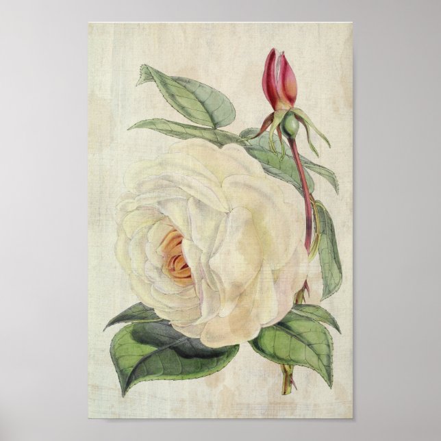 Vintage Botanical President's Rose Poster (Front)