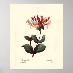 Vintage Botanical Print