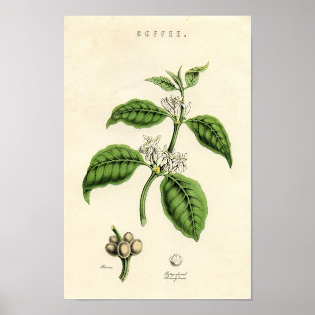 Vintage Botanical Print - Coffee (Front)
