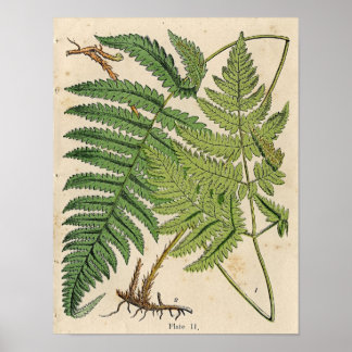 Vintage Botanical Print - Ferns