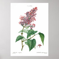 Vintage botanical print of a Common lilac Poster