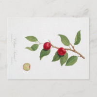 VINTAGE BOTANICAL PRINT OF CHERRY BLOSSOM POSTCARD