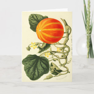 Vintage botanical print of pumpkin. holiday card