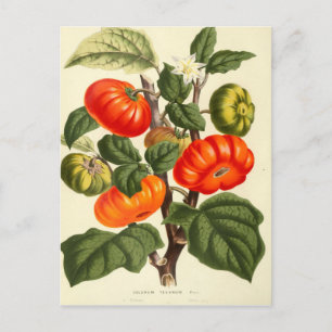 Vintage Botanical Print of Tomato Postcard