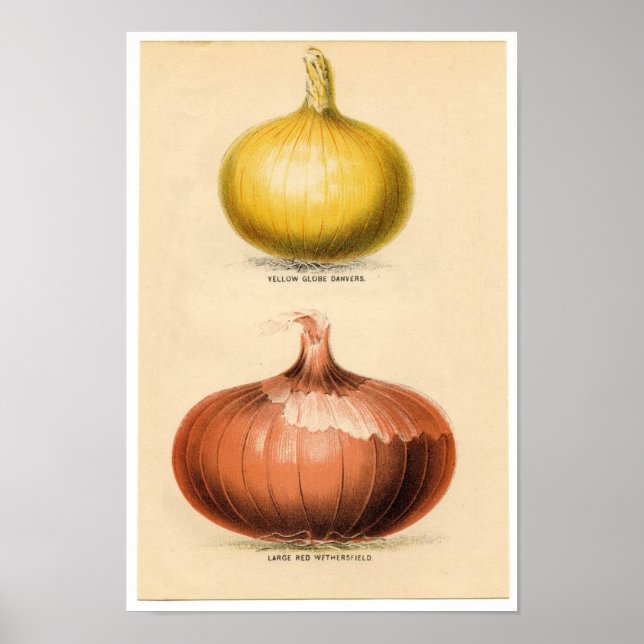 Vintage Botanical Print - Onions (Front)