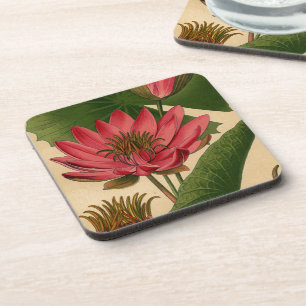Vintage Botanical Print Pink Water Lily Lotus Coaster