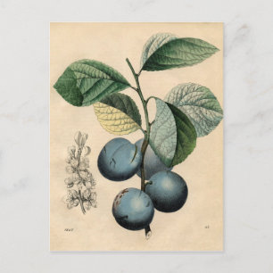 Vintage Botanical Print - Plum Postcard