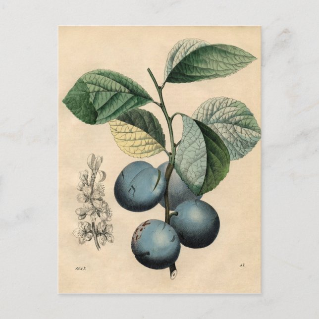 Vintage Botanical Print - Plum Postcard (Front)