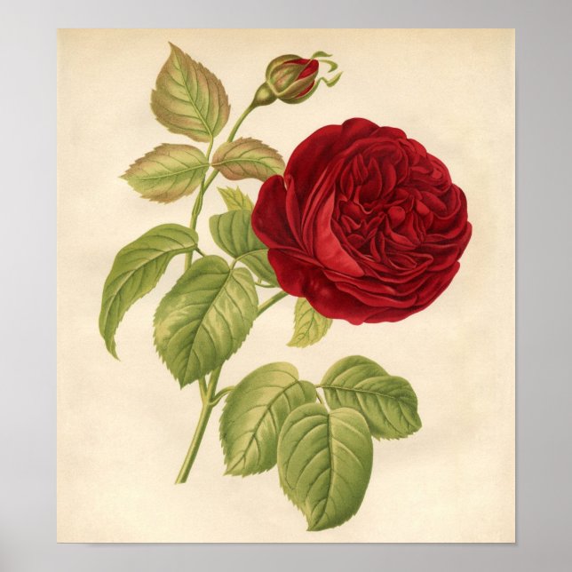 Vintage Botanical Print - Red Rose (Front)