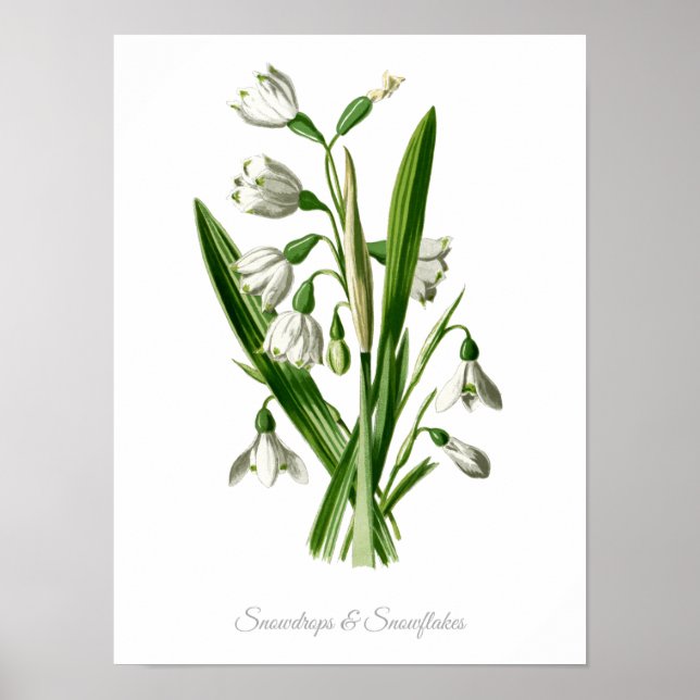 Vintage Botanical Print Snowdrops & Snowflakes (Front)