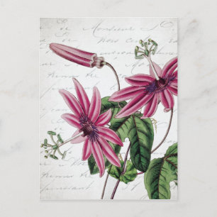 Vintage Botanical Purple Passion Flower Postcard