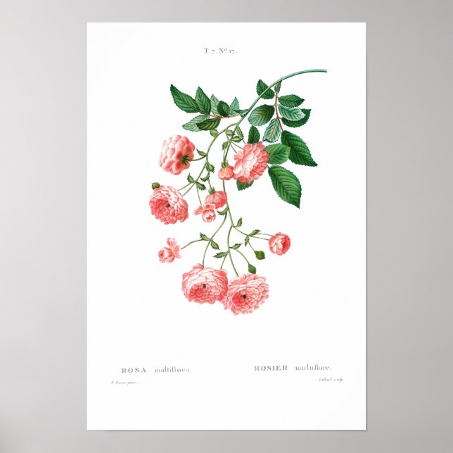 VINTAGE BOTANICAL RAMBLER ROSE POSTER (Front)