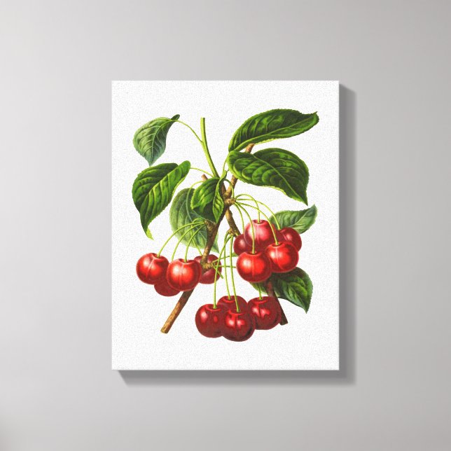 Vintage Botanical Red Cherries Canvas Print (Front)