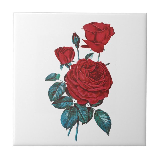 Vintage Botanical Red Rose Floral Tile (Front)
