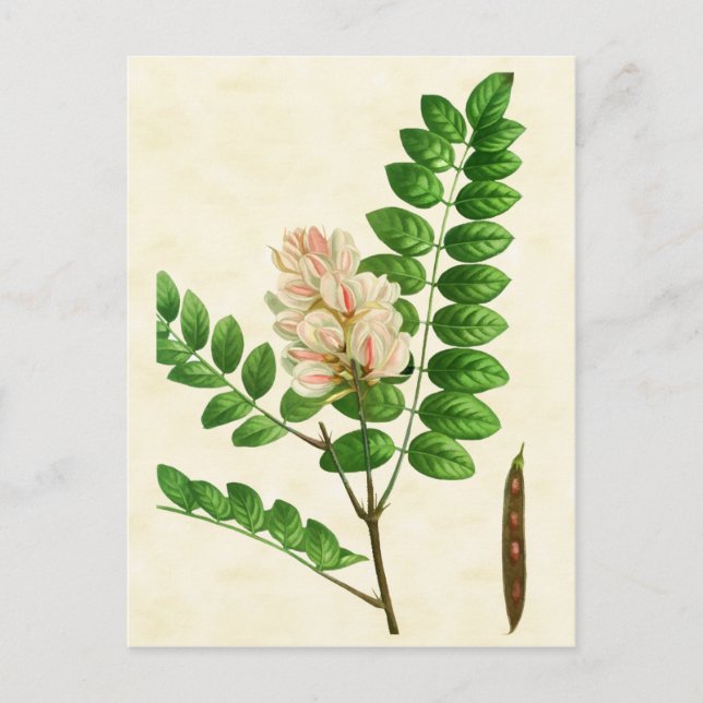 Vintage Botanical Rose Flowering Locust Tree Postcard (Front)