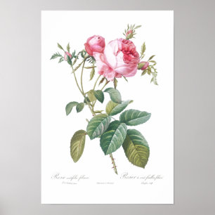 VINTAGE BOTANICAL ROSE ILLUSTRATION POSTER