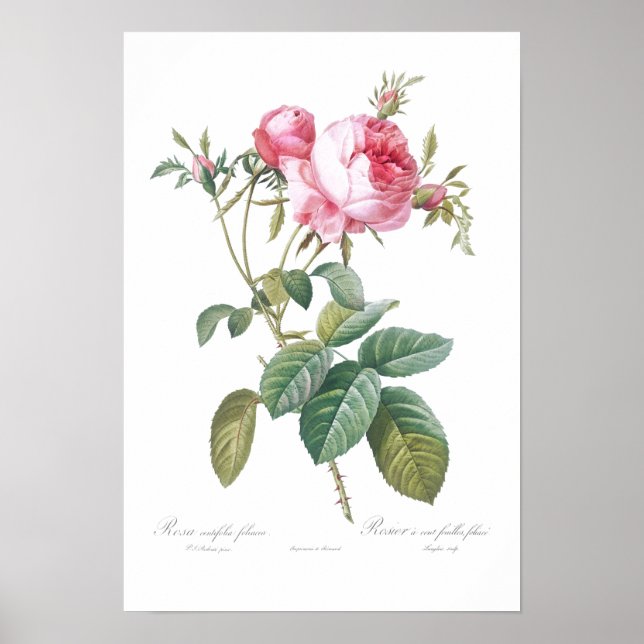 VINTAGE BOTANICAL ROSE ILLUSTRATION  POSTER (Front)