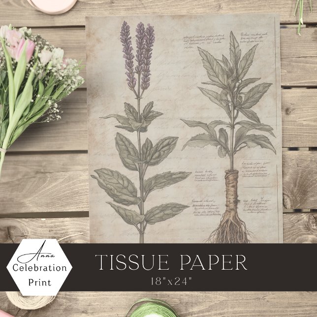 Vintage botanical scientific chart herbs lavender tissue paper (Creator Uploaded)