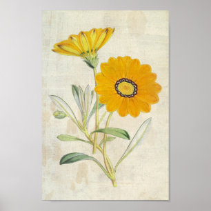 Vintage Botanical Splendent Gazania Poster