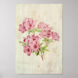 Vintage Botanical Standish's Hybrid Azalea Poster