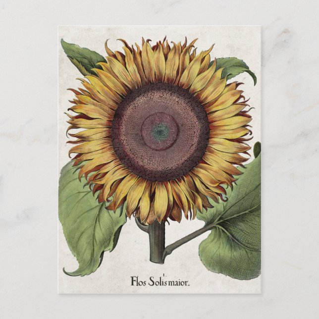 Vintage Botanical Sunflower Postcard (Front)