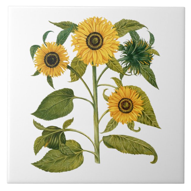 Vintage Botanical Sunflower Tile (Front)