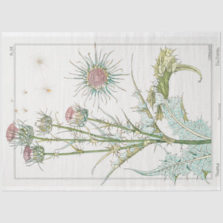 Vintage botanical thistle tissue paper