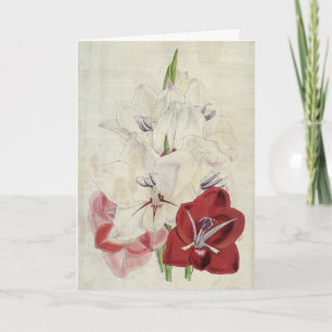 Vintage Botanical Varieties of Gladiolus Card