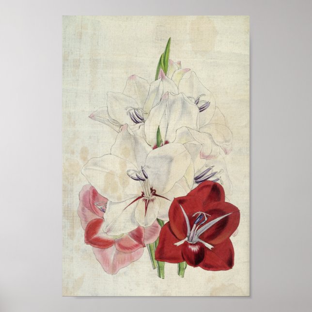 Vintage Botanical Varieties of Gladiolus Poster (Front)
