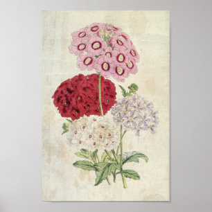 Vintage Botanical Varieties of Verbenas Poster