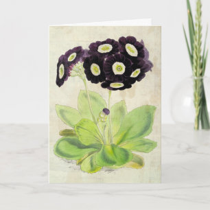 Vintage Botanical Volunteer Auricula Card