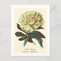 Vintage Botanical White Peony Indiana Flower
