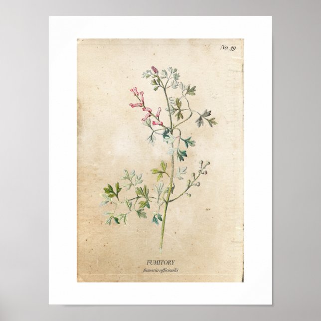Vintage Botanical Wildflower Poster (Front)