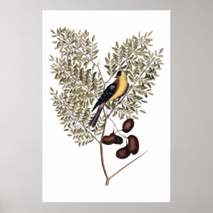Vintage botanical with yellow bird poster