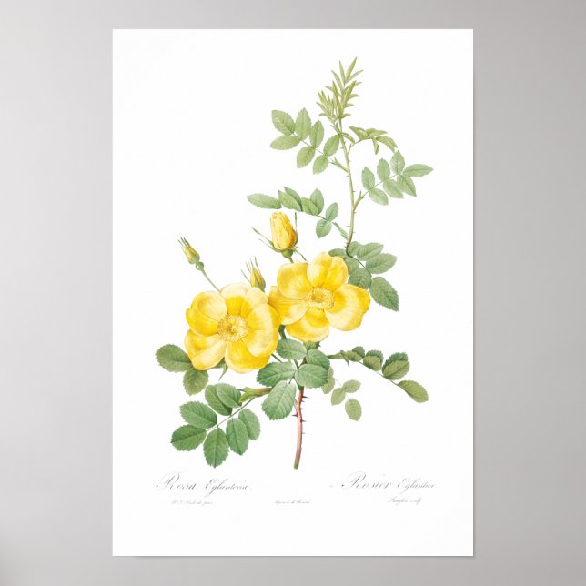 VINTAGE BOTANICAL YELLOW ROSE ILLUSTRATION  POSTER (Front)