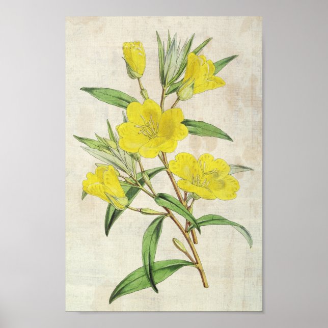 Vintage Botanical Young's Evening Primrose Poster (Front)
