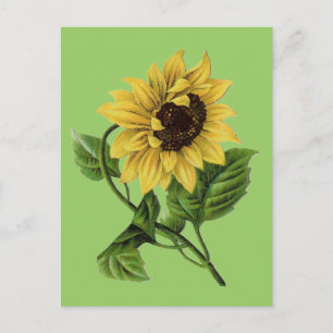 Vintage Botanicals Dandy Sunflower Postcard