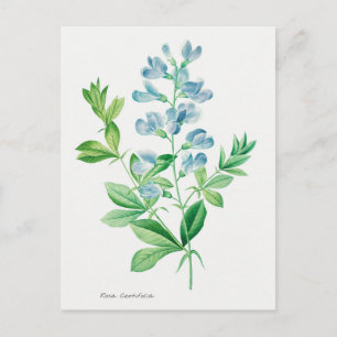 Vintage Botantical Illustration Postcard