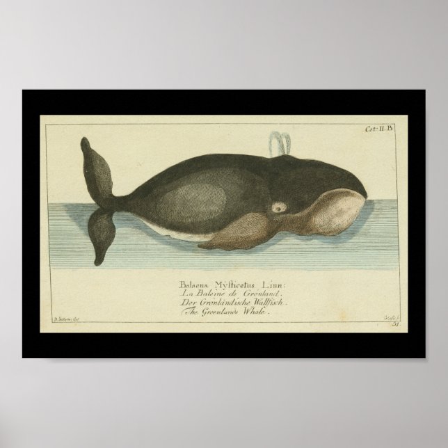 Vintage Bowhead Greenland Whale Print (Front)