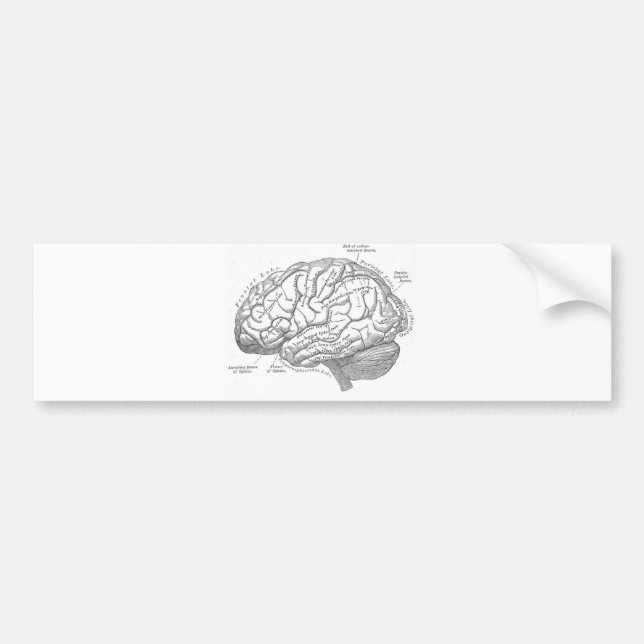 Vintage Brain Anatomy Bumper Sticker (Front)