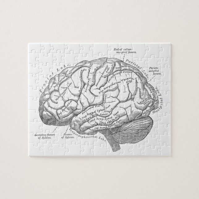 Vintage Brain Anatomy Jigsaw Puzzle (Horizontal)