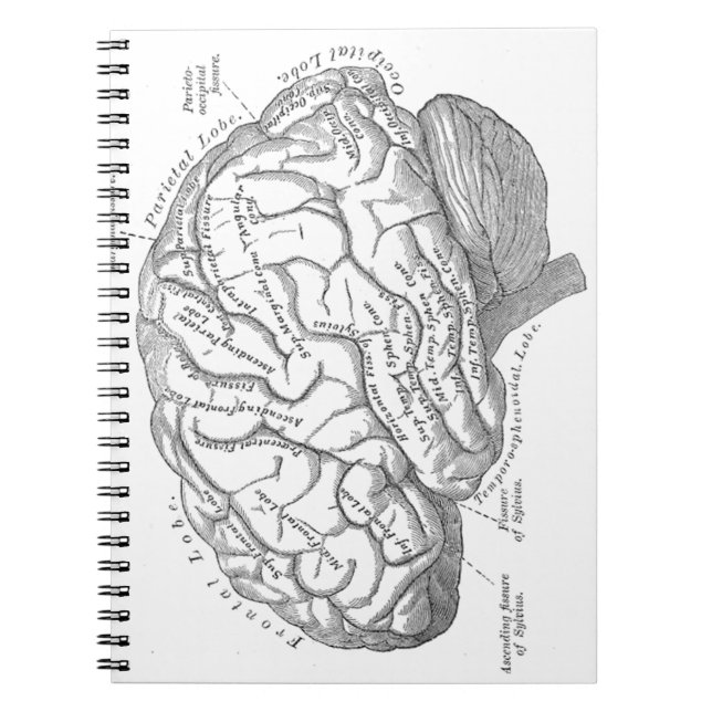 Vintage Brain Anatomy Spiral Notebook (Front)