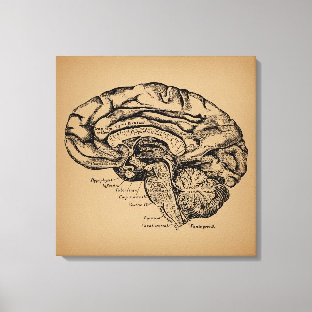 Vintage Brain Diagram Antique Medical Anatomy Art Canvas Print (Front)