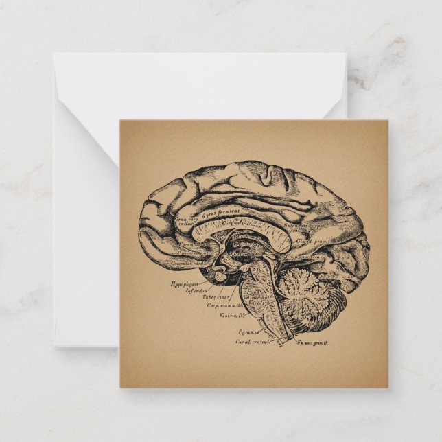 Vintage Brain Diagram Antique Medical Anatomy Art Card (Front)