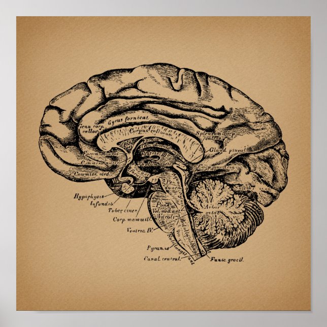 Vintage Brain Diagram Antique Medical Anatomy Art Poster (Front)