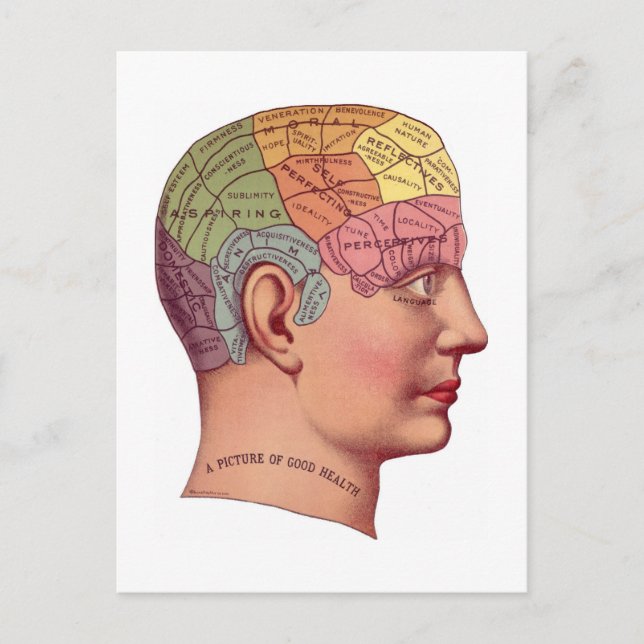 Vintage Brain Function Illustration Postcard (Front)