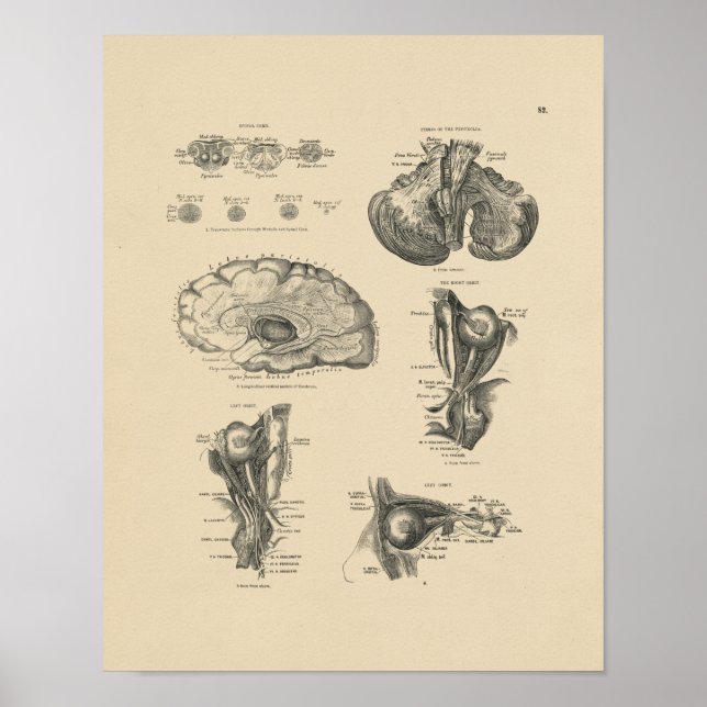 Vintage Brain Nerves Anatomy 1880 Print (Front)
