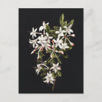 Vintage Branch of White Azaleas in Bloom