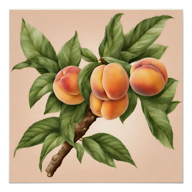 Vintage Branch with Peach Fruit Illustration  Poster (Front)