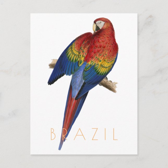 Vintage Brazil travel postcard Macaw bird mid cent (Front)